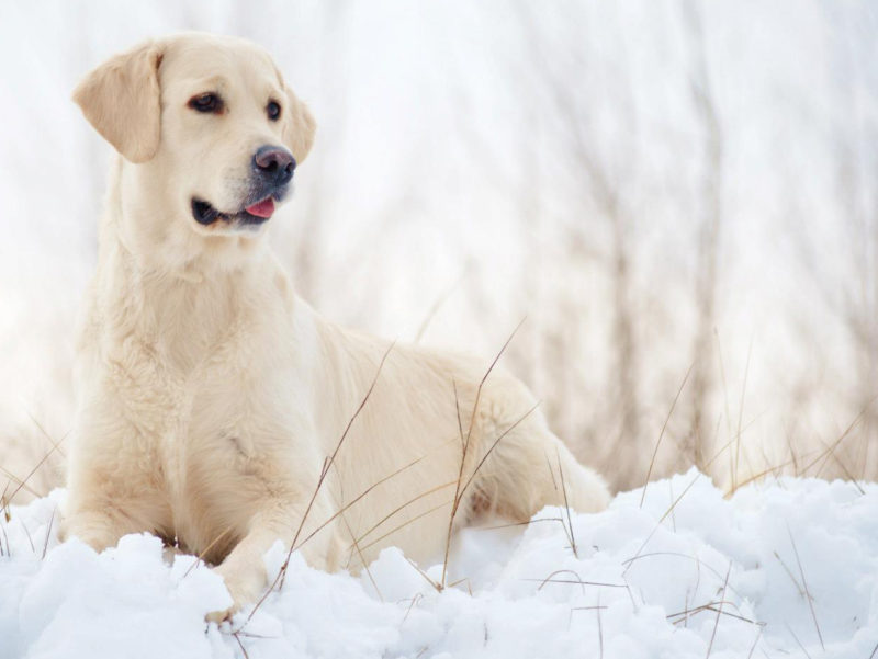 ksenia-raykova-photography-cj-101